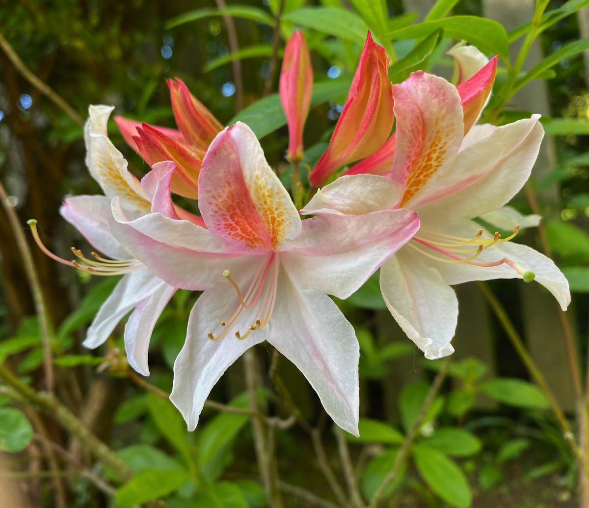 Unknown hybrid